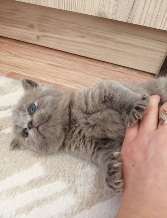 Скоттиш Фолдики и Страйты.