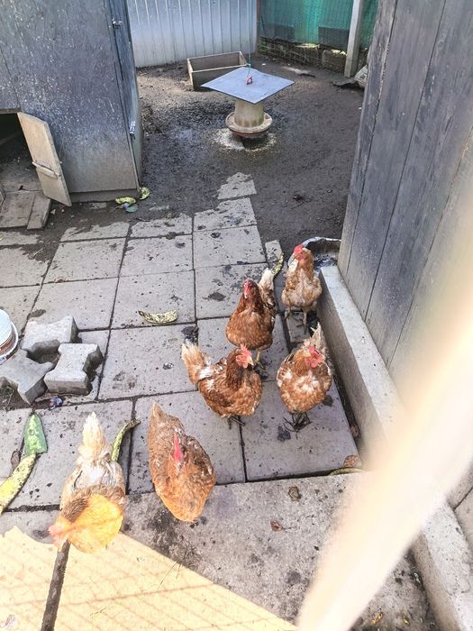 Găini și cocoși de vanzare