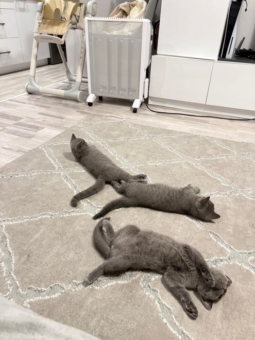 Сладки Британски Късокосмести Котенца || 250£