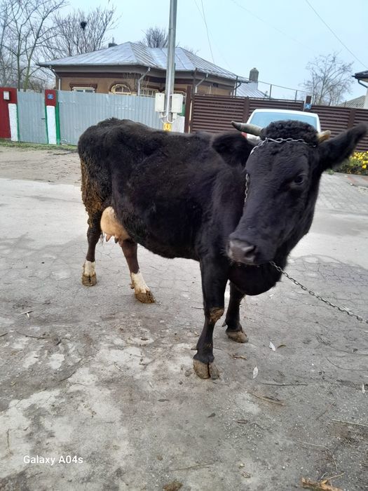 Vacă de lapte gestantă