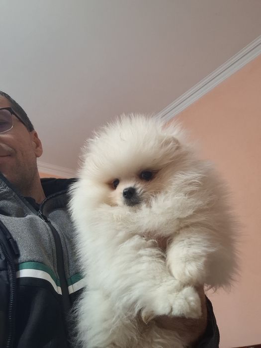 Pomeranian pui mascul