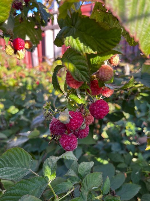 Продаю саженцы клубники "Мице Шиндлер".клубника Кубанка.Малина рем-ая