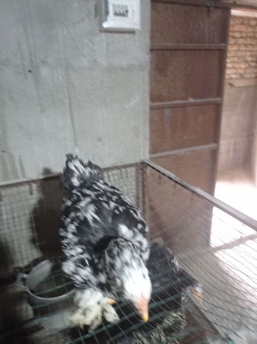 Brama zotli tovuq xoʻrozlar sotiladi