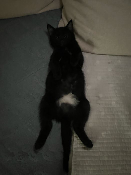 отдам котенка в добрые руки.
