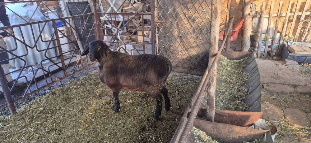 Продаётся кучкар(ягнёнок)