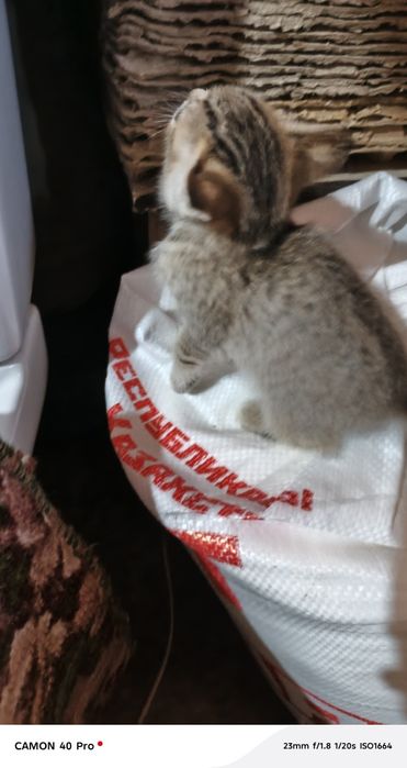 Котенок шатланский