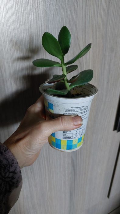 Продам цветы комнатные
