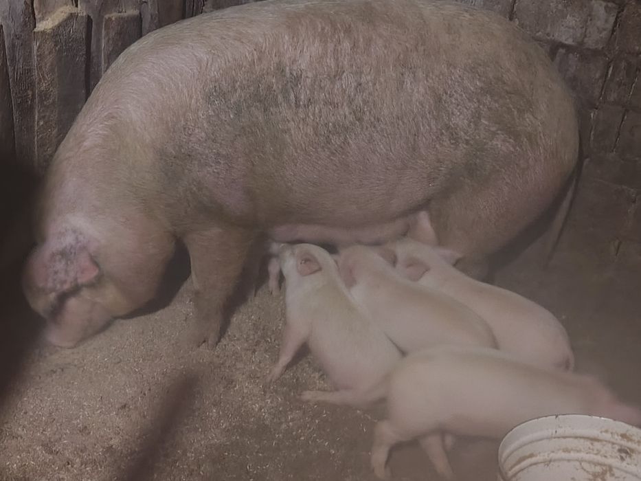 Продам месячных поросят.