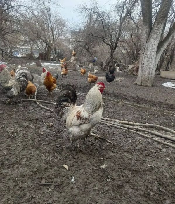 Продам инкубационные яйца