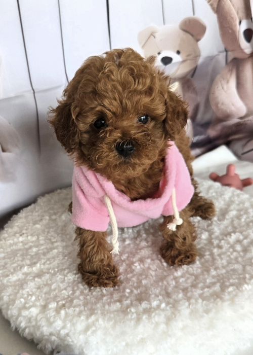 Пудел той / Poodle toy с документ за произход