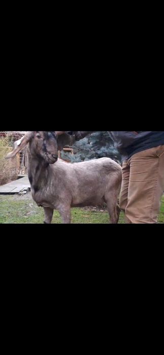 Vând țap ANGLO Nubian cu Pedigree