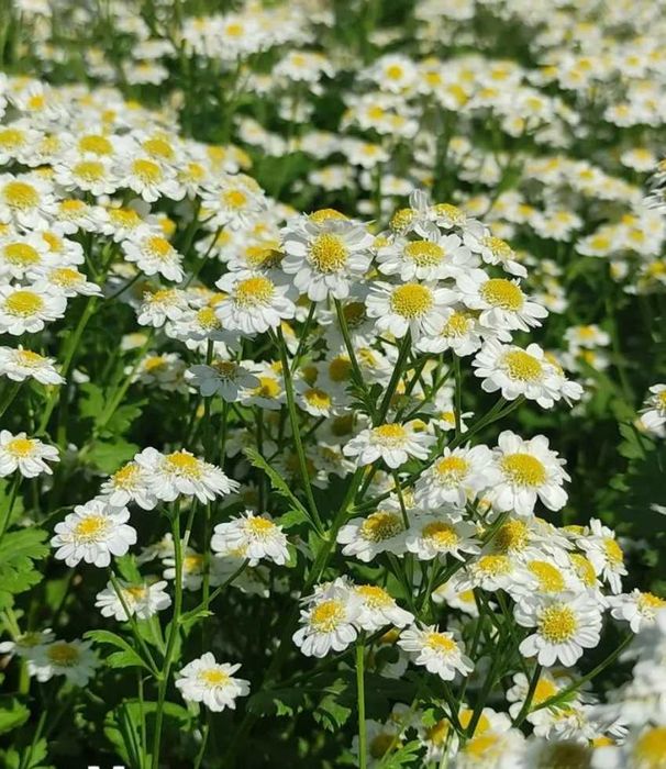 Семена сезонных цветов