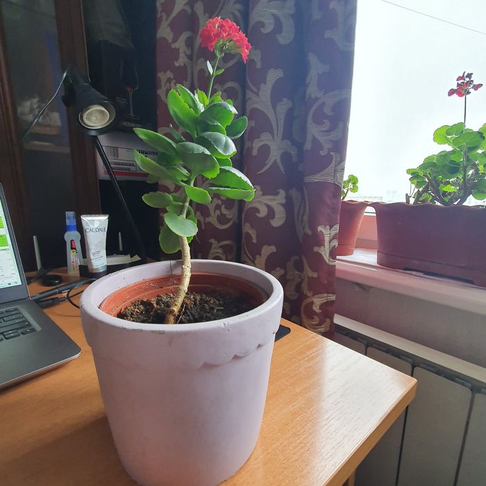 Цветы калонхоэ цветущий