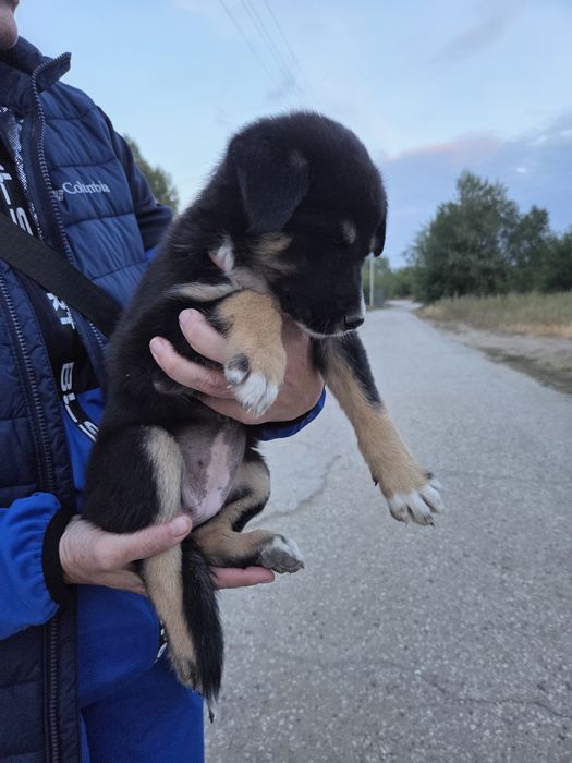 Щенок девочка ищет дом