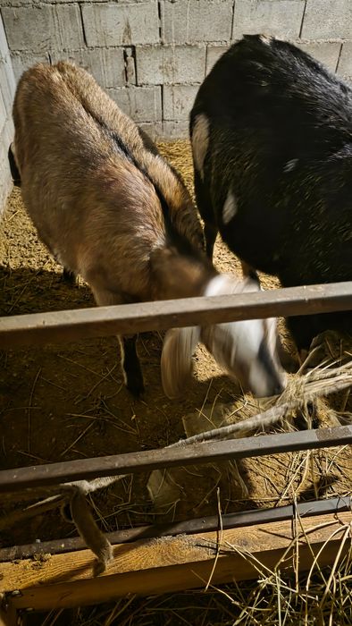 Продается беременная англо-нубийская коза