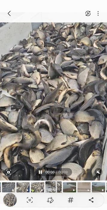 Puiet de crap acvacultura