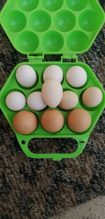 Карейски япончаларди тухумлари бор