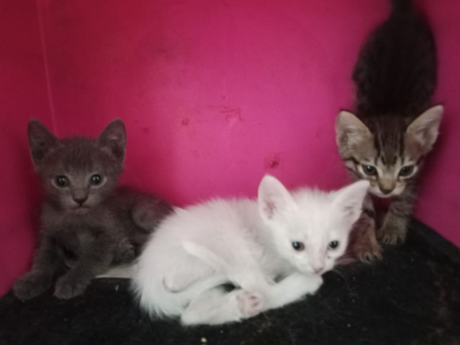 Котята в добрые руки))