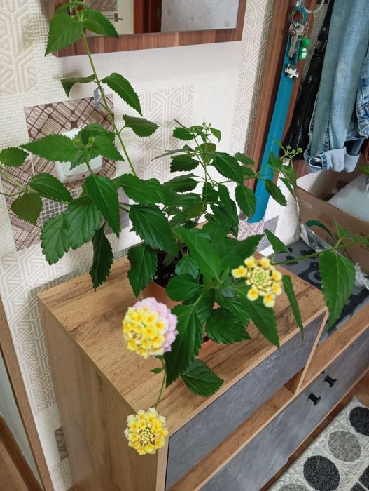 Продам растения для дома