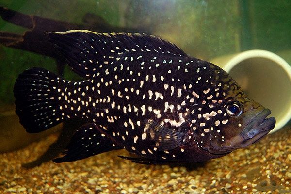 Polleni akvarium baliqlari