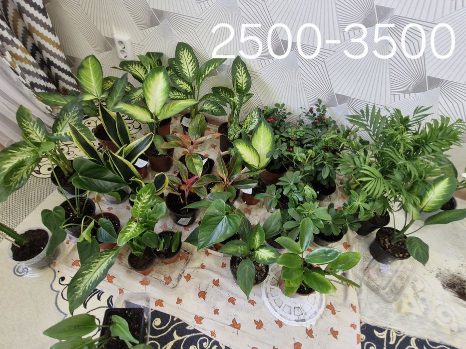 Уй гұлдері арзан багада