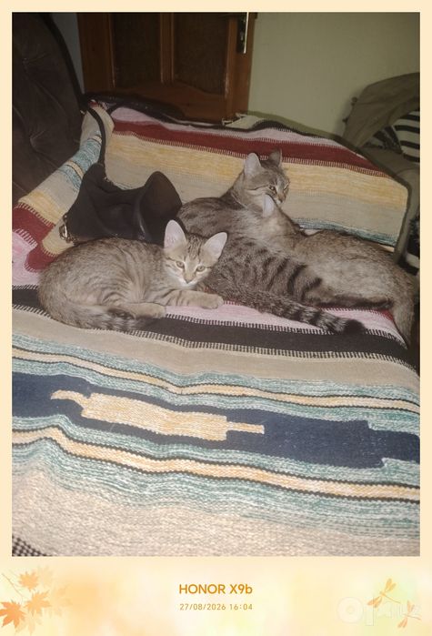 Котики беспородные