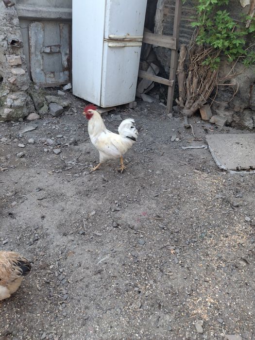 Молодые петухи продам