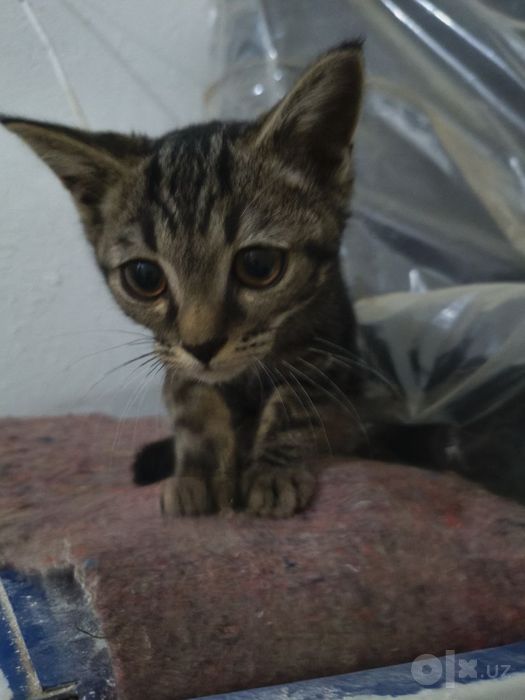 Котята 2 штуки отдам в хорошие и добрые руки
