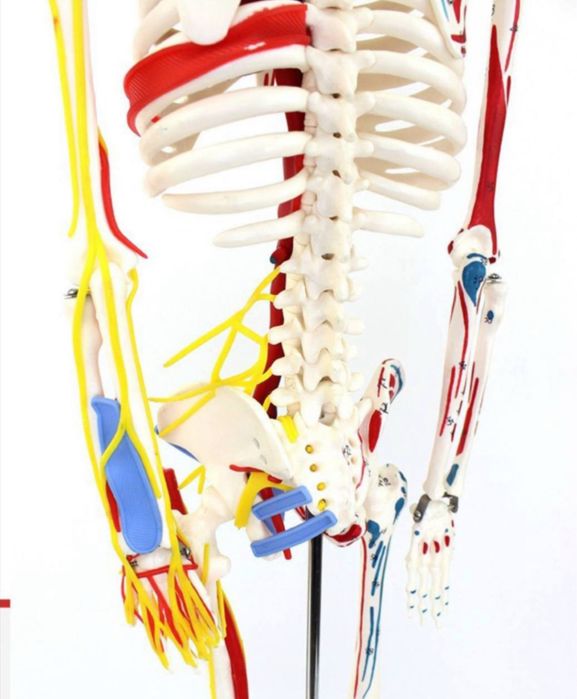 Скелет анатомический 85 см.Skelet anatomik 85 cm.