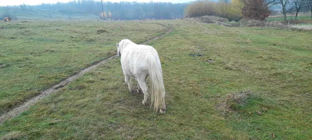 Poneii armăsar cu hamuri și căruță!