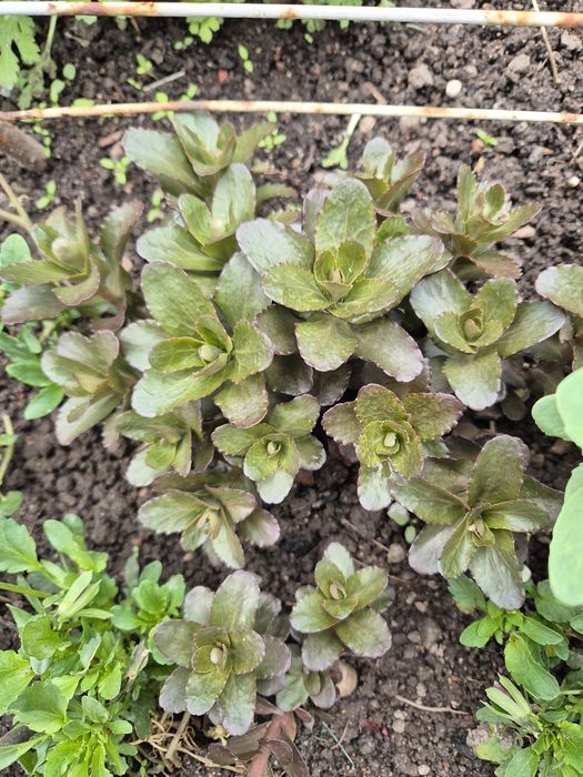 Бересклет, очитки вариегатные, хосты разные, лилейник