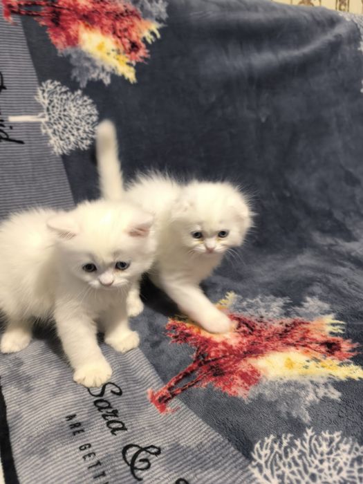 Готовятся приобрести новую семью очаровательные котята Скотиш Фолд