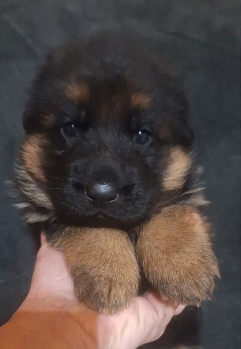 Pui ciobanesc german cu pedigree top