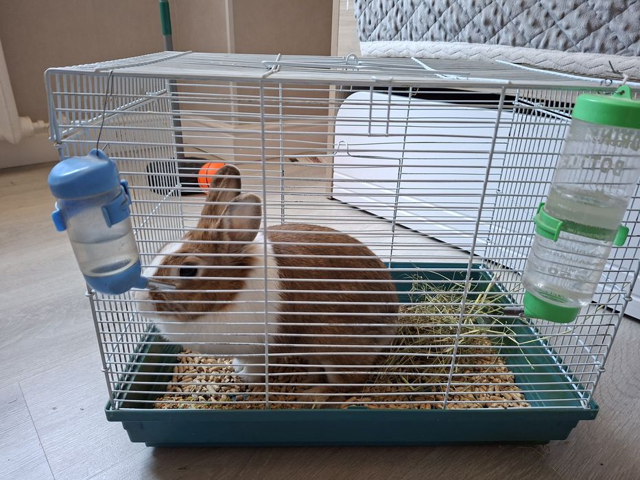 Продам кролика с клеткой