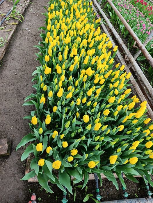 Тюльпаны Алматы 8 март