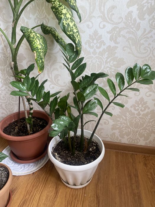 Продам цветы