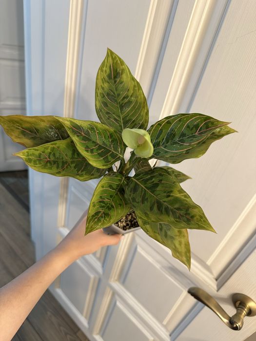 Аглаонема Ред Арми Red Army