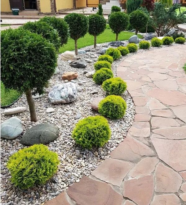 Туя Даника ауреа