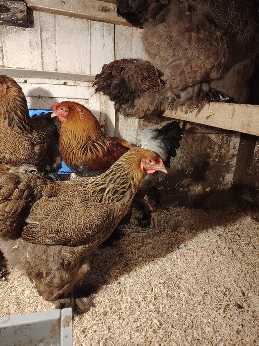 Инкубационное яйцо брамы.