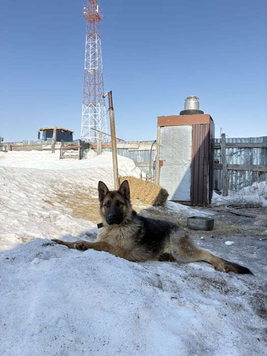 Офчарка  немецки