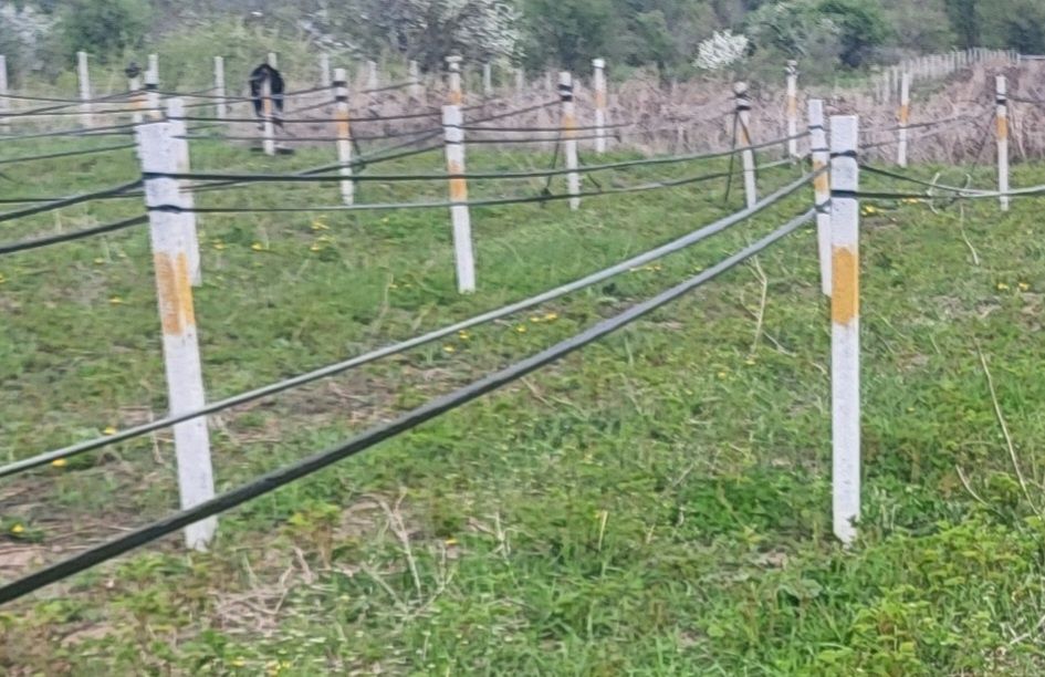 Пасынки для малины итд