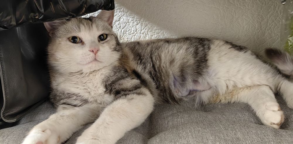 Ищем дом для Кошки