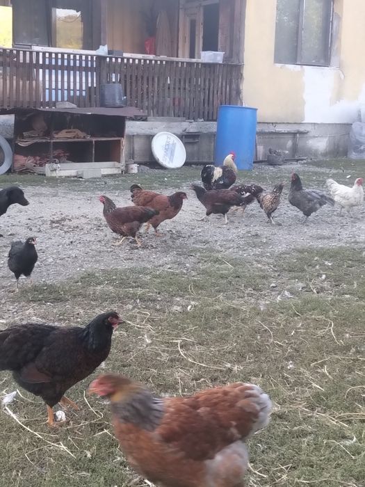 Pui de casă de vanzare
