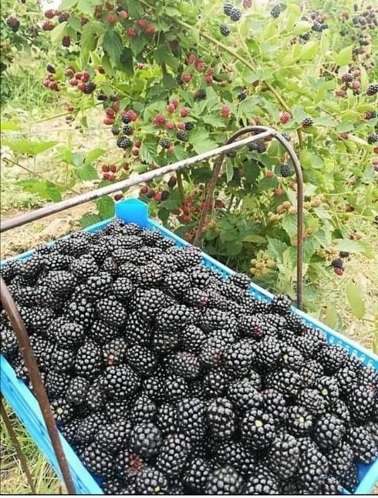 Прахосмукачка Рейнбоу с включени всички допълнителни приставки