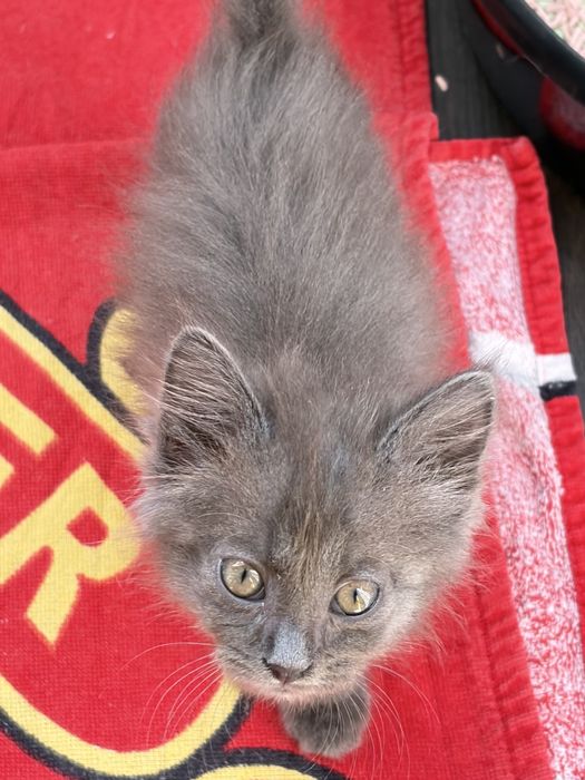 Котенок ищет дом