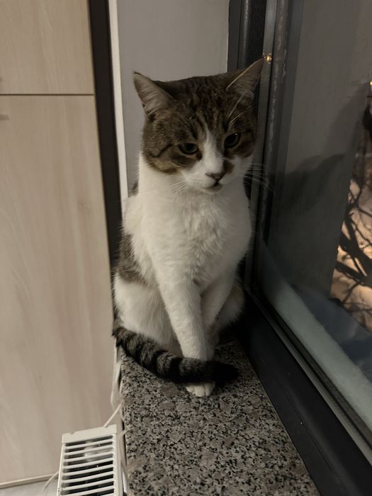 Nor isi cauta casuta