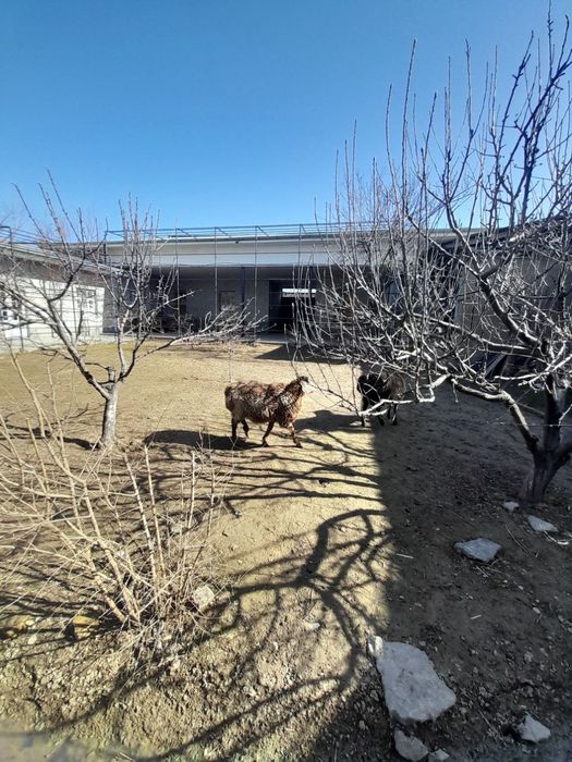 Qóchqorlar sotiladi