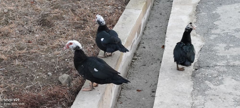 Инаутка ўрдаклар сотилади — 7 ойлик, яхши ҳолатда! 
Соғлом, семиз