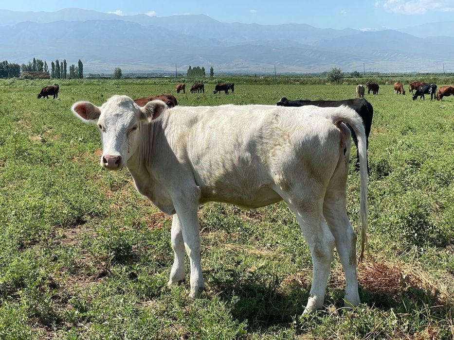 Продается Крестьянское хозяйство