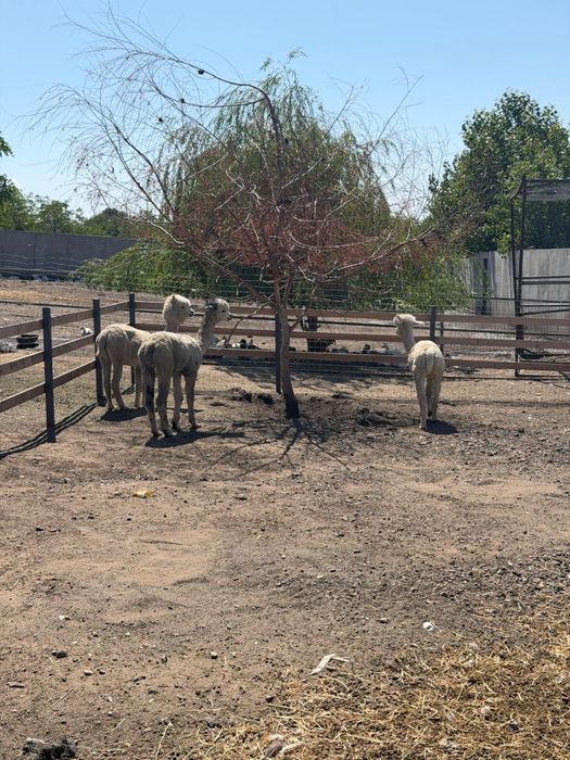 Familie Alpaca, o Femela si 2 masculi